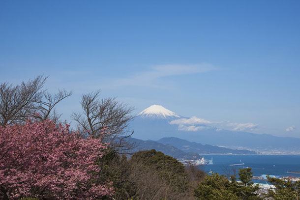 春に行きたい 静岡県中部のおすすめ お花見スポット ３選 Domo ドーモプラス