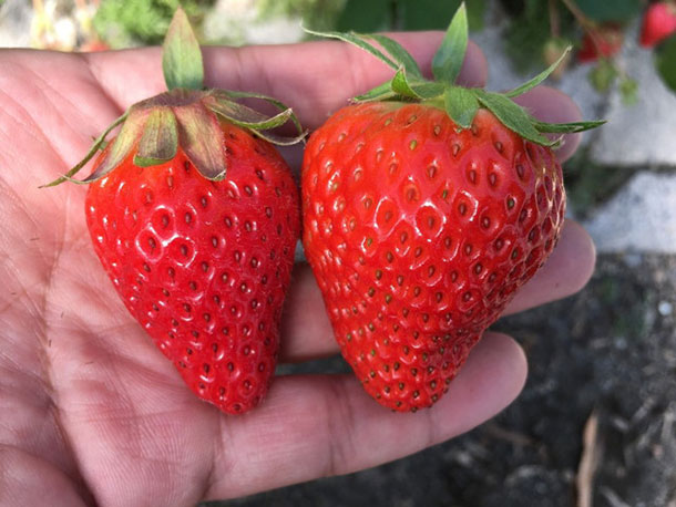 ファミリーで楽しめる丸ごと一棟貸し切りのイチゴ狩りスポット スウィートメッセージやまろく Domo ドーモプラス